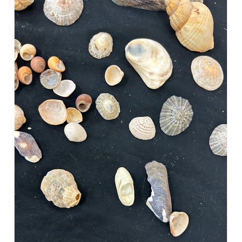 55 - Selection of assorted sea shells various sizes