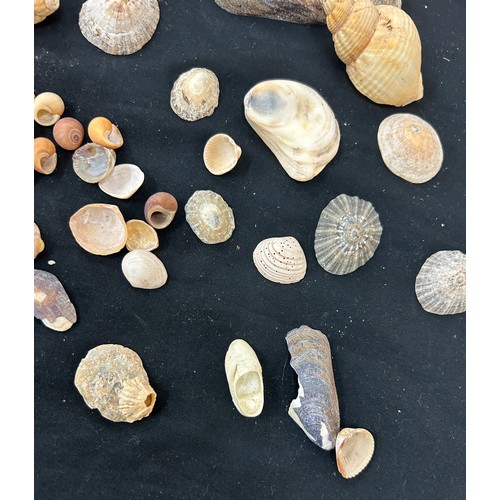 55 - Selection of assorted sea shells various sizes