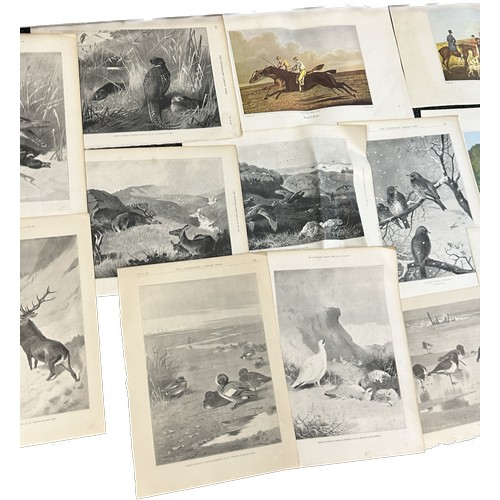 28 - Selection of 20 frameless assorted prints to include artists Archibald Thorburn etc largest measures... 