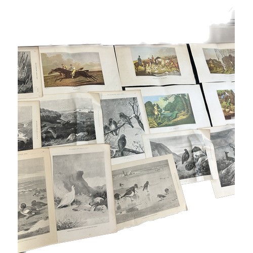 28 - Selection of 20 frameless assorted prints to include artists Archibald Thorburn etc largest measures... 