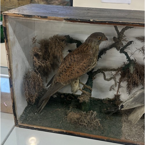 5 - Vintage cased taxidermy of two birds Seagull and bird of prey, overall measurements approximately 14... 