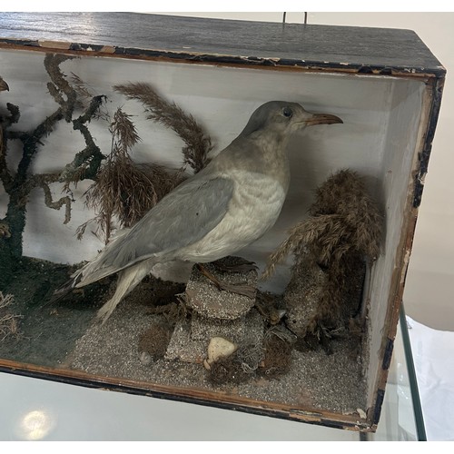 5 - Vintage cased taxidermy of two birds Seagull and bird of prey, overall measurements approximately 14... 