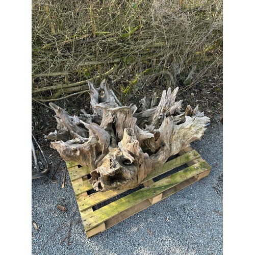 99R - Large outdoor tree root