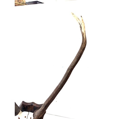 221 - Set of vintage animal horns dated Sept 1962 Ardtornish