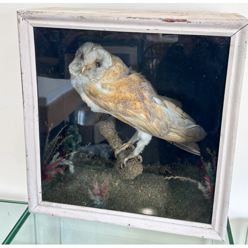 215 - Framed Taxidermy owl Figure measures approximately 15 inches wide 15 inches depth