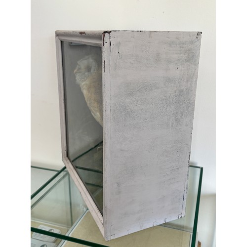 215 - Framed Taxidermy owl Figure measures approximately 15 inches wide 15 inches depth