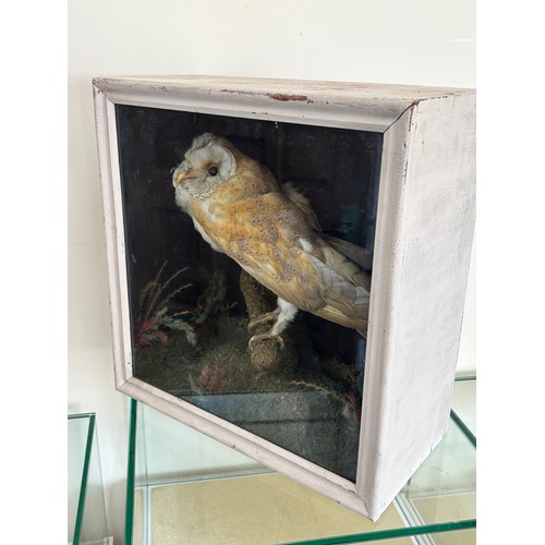 215 - Framed Taxidermy owl Figure measures approximately 15 inches wide 15 inches depth