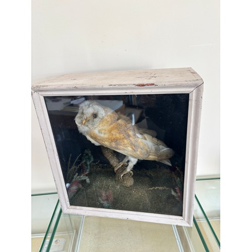 215 - Framed Taxidermy owl Figure measures approximately 15 inches wide 15 inches depth