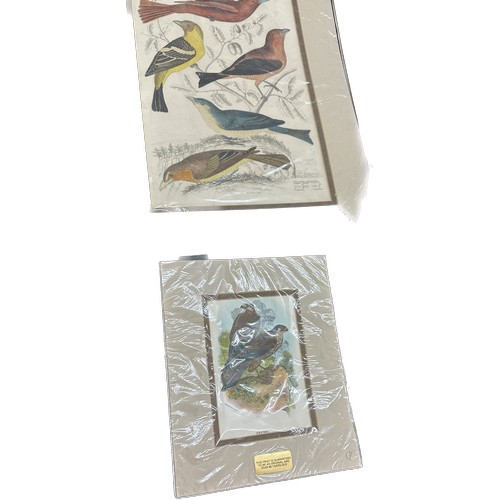 142 - Selection of vintage prints depicting birds signed by various artists ' L.Reinold', ' A.Wilson', ' J... 