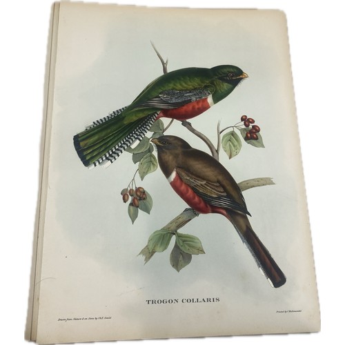 79 - Mr Gould's Tropical Birds The Ariel Press 1964 Large Book