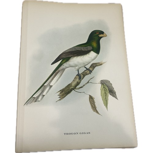 79 - Mr Gould's Tropical Birds The Ariel Press 1964 Large Book