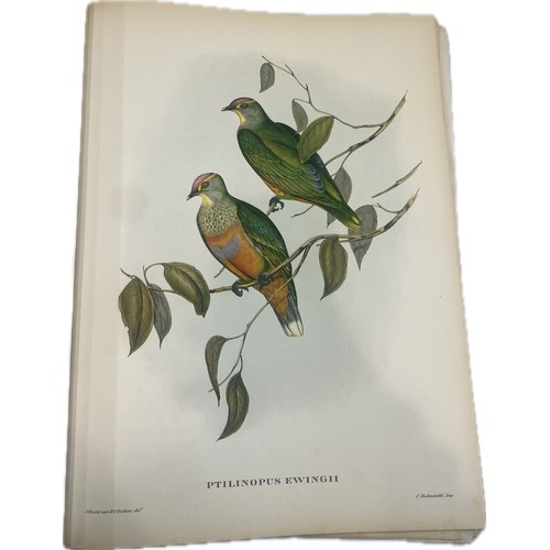 79 - Mr Gould's Tropical Birds The Ariel Press 1964 Large Book