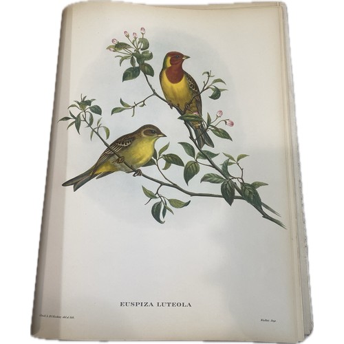 79 - Mr Gould's Tropical Birds The Ariel Press 1964 Large Book