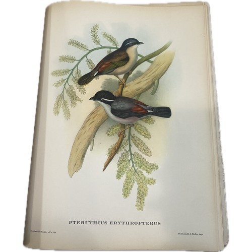 79 - Mr Gould's Tropical Birds The Ariel Press 1964 Large Book