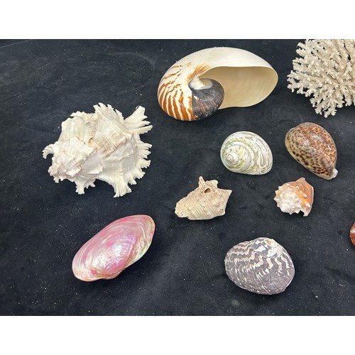 Selection of decorative sea shells and a piece of coral