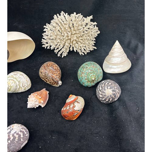 Selection of decorative sea shells and a piece of coral
