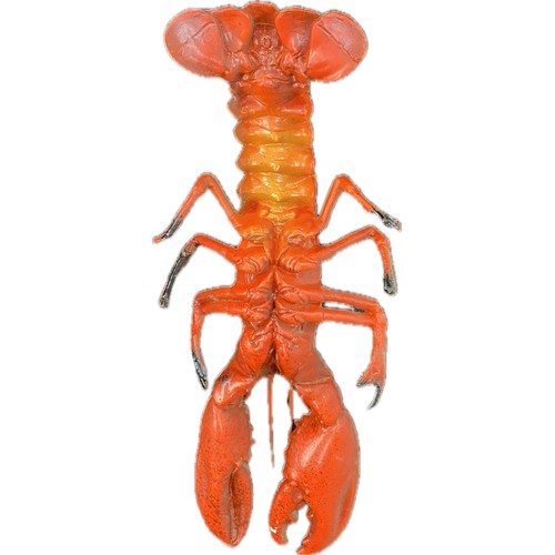 44 - Realistic plastic replica lobster measuring 20