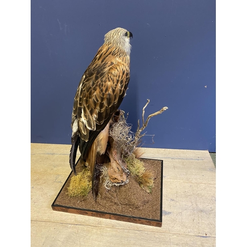 Taxidermy Mounted Red Kite in glass case with slight crack, CITES ...