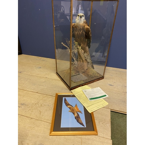 Taxidermy Mounted Red Kite in glass case with slight crack, CITES ...