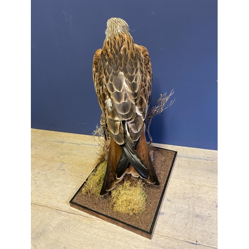 Taxidermy Mounted Red Kite in glass case with slight crack, CITES ...