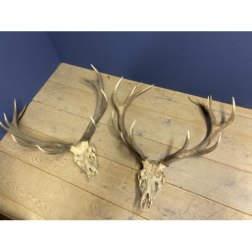 63 - 3 antlers, and chrome lamp with shade, with wear