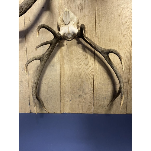 63 - 3 antlers, and chrome lamp with shade, with wear