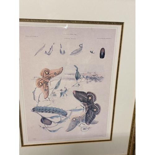 26 - Set of 5 framed and glazed coloured prints depicting butterflies. Condition - faded