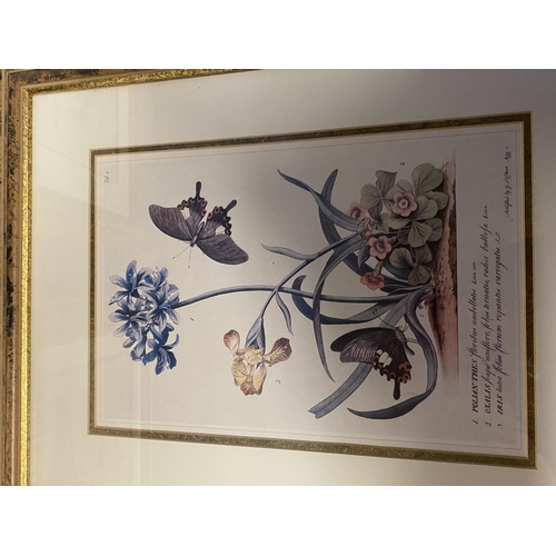 26 - Set of 5 framed and glazed coloured prints depicting butterflies. Condition - faded