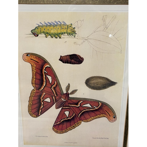 26 - Set of 5 framed and glazed coloured prints depicting butterflies. Condition - faded