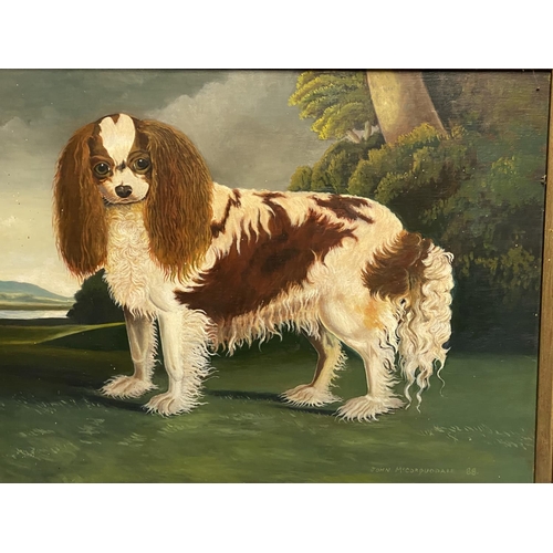 1 - C20th oil on board, study of a King Charles Spaniel, signed and dated John McCorquodale 88, 40 x 51c... 