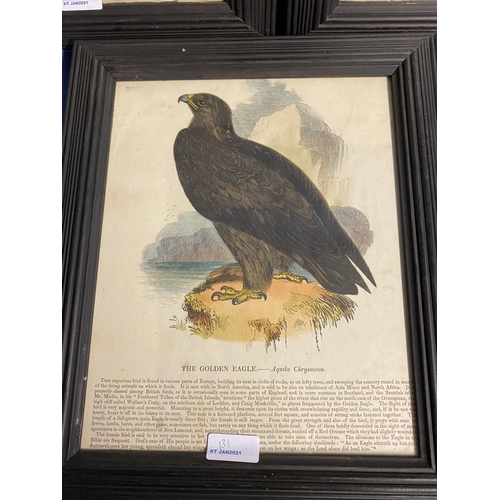 131 - C19th 3 ornithological  coloured print  of a Golden Eagle, Skylark and a Bittern