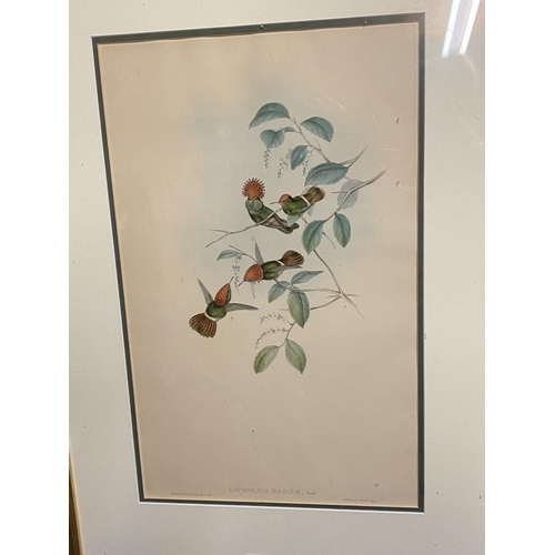 14 - Set of 5 framed and glazed large coloured prints of Humming Birds (condition, some foxing), and two ... 