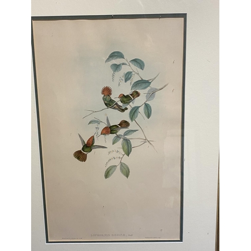 14 - Set of 5 framed and glazed large coloured prints of Humming Birds (condition, some foxing), and two ... 