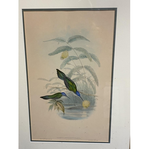 14 - Set of 5 framed and glazed large coloured prints of Humming Birds (condition, some foxing), and two ... 