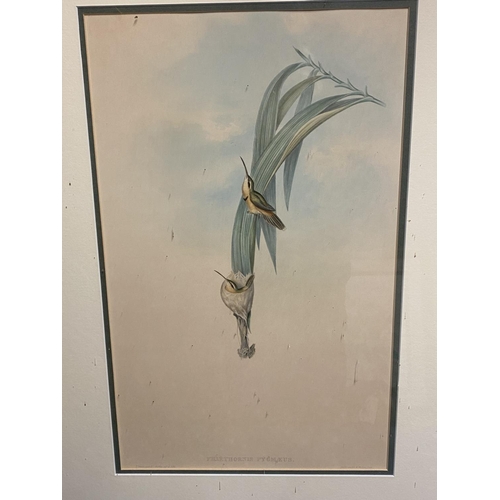 14 - Set of 5 framed and glazed large coloured prints of Humming Birds (condition, some foxing), and two ... 