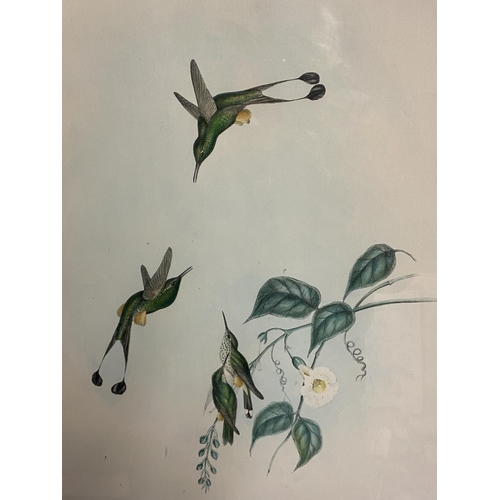 14 - Set of 5 framed and glazed large coloured prints of Humming Birds (condition, some foxing), and two ... 