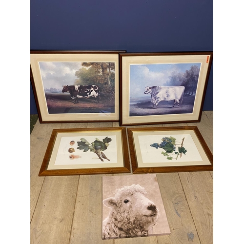 39 - Pair framed and glazed modern coloured prints of an old short horn bull and a cow (overall 68 x 82 c... 