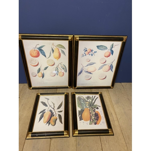 67 - 2 pairs of framed and glazed decorative botanical fruit prints  (condition - the larger pair faded)