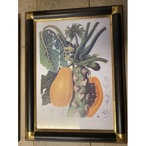 67 - 2 pairs of framed and glazed decorative botanical fruit prints  (condition - the larger pair faded)