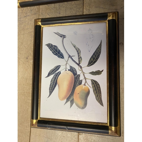 67 - 2 pairs of framed and glazed decorative botanical fruit prints  (condition - the larger pair faded)