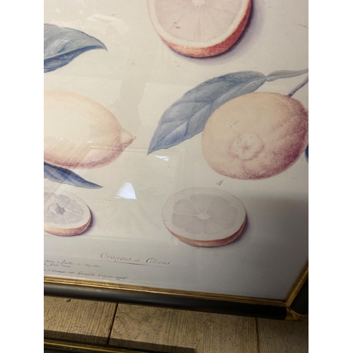 67 - 2 pairs of framed and glazed decorative botanical fruit prints  (condition - the larger pair faded)