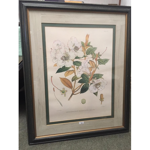 36 - Pair of large Botanical Prints, Rhododendrons, framed and glazed, 95 x 76 including frames cm, faded