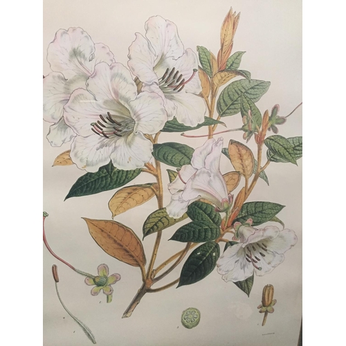 36 - Pair of large Botanical Prints, Rhododendrons, framed and glazed, 95 x 76 including frames cm, faded