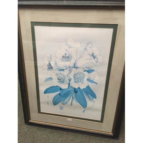 36 - Pair of large Botanical Prints, Rhododendrons, framed and glazed, 95 x 76 including frames cm, faded