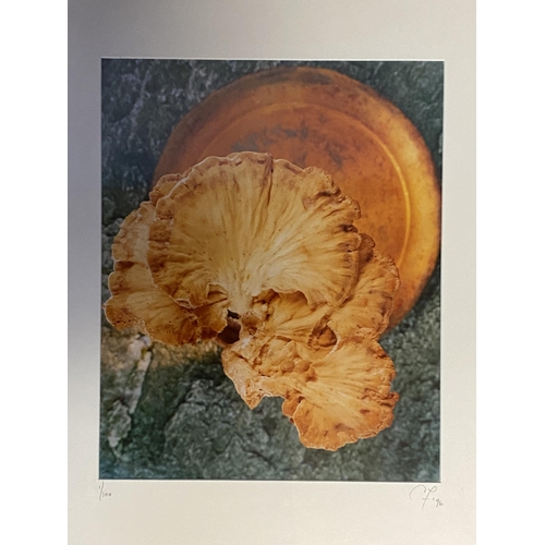 428 - The famous Roux Family Chefs memorabilia: Six framed and glazed photographs if mushrooms 39cm x 31cm... 