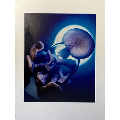 428 - The famous Roux Family Chefs memorabilia: Six framed and glazed photographs if mushrooms 39cm x 31cm... 