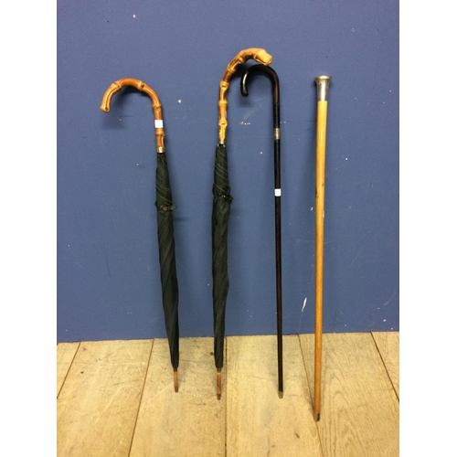 227 - Sticks & canes: 2 black and bamboo handled umbrellas and 2 hallmarked silver walking canes