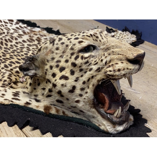 259 - Of taxidermy interest: An early C20th leopard skin, with open mouth and glass eyes, on felt backing ... 