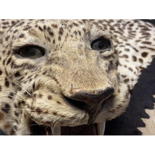 259 - Of taxidermy interest: An early C20th leopard skin, with open mouth and glass eyes, on felt backing ... 