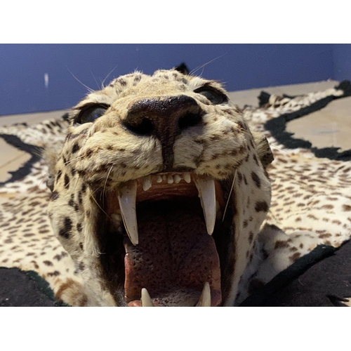 259 - Of taxidermy interest: An early C20th leopard skin, with open mouth and glass eyes, on felt backing ... 